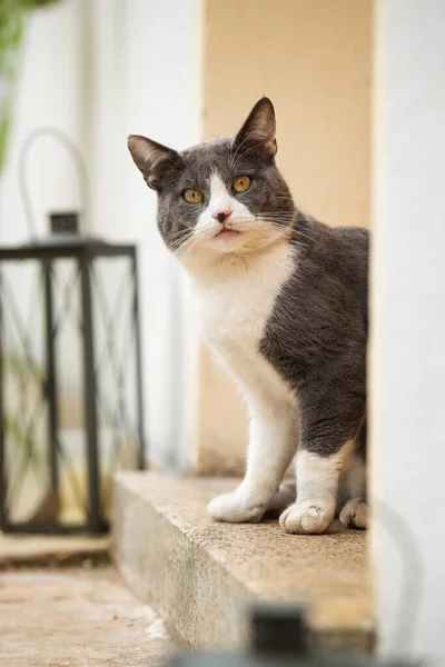 Young Cat Sits Front Front Door Looking Camera — Stock Photo, Image