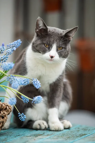 Kucing Domestik Dengan Gondok Anggur Atas Meja Taman — Stok Foto