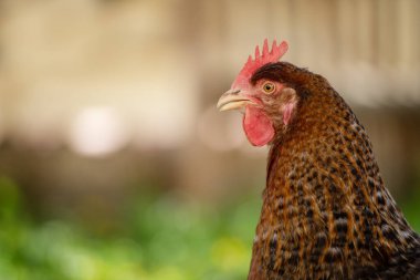 Genç tavuk yaz çayırında yürüyor.