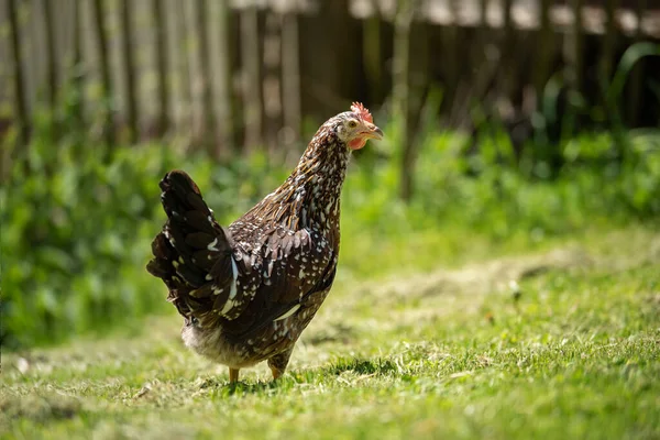 Молодая Курица Гуляет Летнему Лугу — стоковое фото