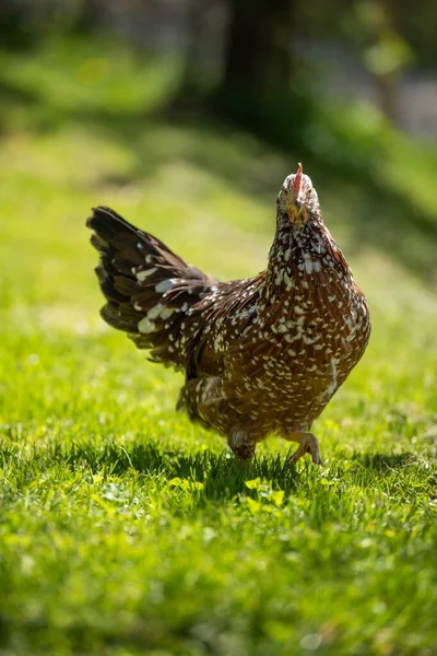 瑞典花母鸡在夏日的草地上散步 — 图库照片