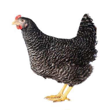 Amrock tavuğu beyaz arka planda tek başına duruyor ve kameraya bakıyor.