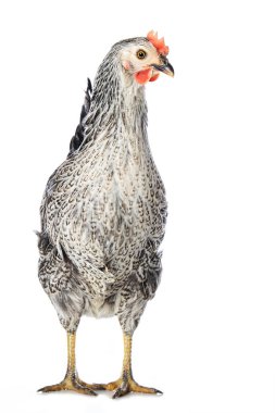 Sussex tavuğu beyaz arka planda tek başına duruyor ve kameraya bakıyor.