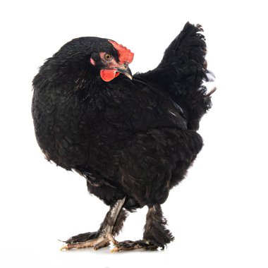 Beyaz arka planda duran Marslılar izole edildi