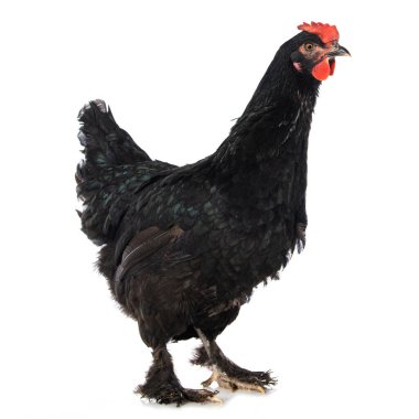 Beyaz arka planda duran Marslılar izole edildi