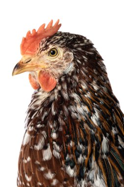 İsveç çiçek tavuğu kameraya bakarak bembeyaz izole edilmiş.