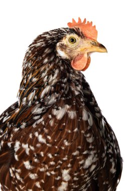 İsveç çiçek tavuğu kameraya bakarak bembeyaz izole edilmiş.