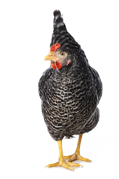 Курица Амрок Стоит Изолированно Белом Фоне Смотрит Камеру — стоковое фото