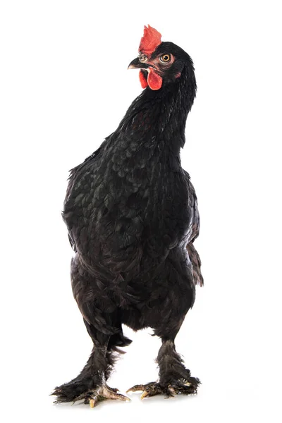 Marans Hen Isolated Standing White Background — 图库照片