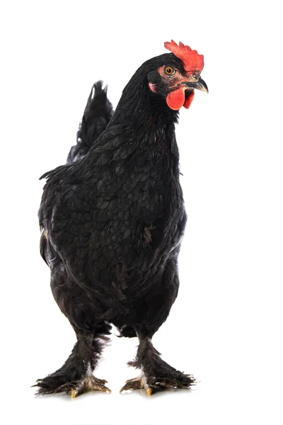 Marans Henne Isoliert Stehend Auf Weißem Hintergrund — Stockfoto