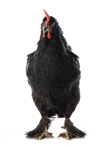 Курица Маранс Изолирована Стоя Белом Фоне — стоковое фото