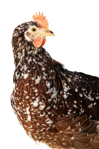 瑞典花母鸡被白色隔离 看着相机 — 图库照片
