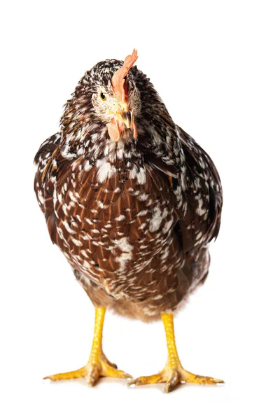 瑞典花母鸡被白色隔离 看着相机 — 图库照片