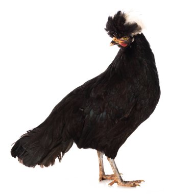 Siyah ibikli tavuk beyazın üstünde dikiliyor ve kameraya bakıyor.