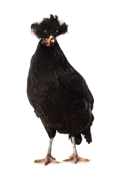 Black Crested Chicken Standing Isolated White Looking Camera — Stock Photo, Image