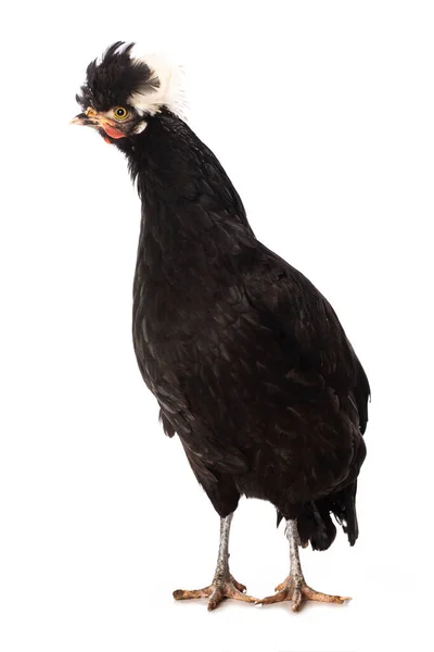 Pollo Cresta Negro Pie Aislado Blanco Mirando Cámara —  Fotos de Stock