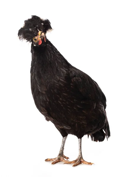 Pollo Cresta Negro Pie Aislado Blanco Mirando Cámara —  Fotos de Stock