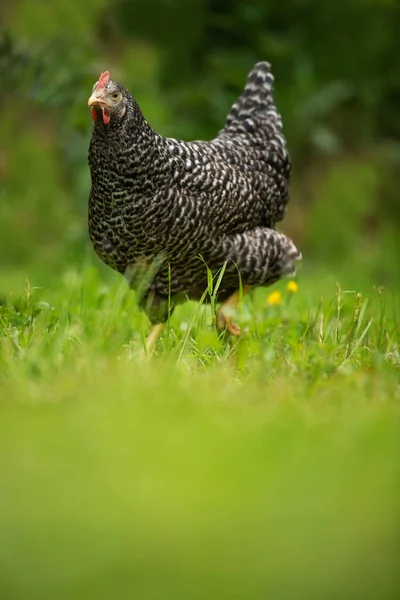 安洛克母鸡在大自然的背景下看着摄像机 — 图库照片