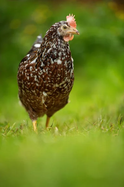 Курица Фоне Природы — стоковое фото