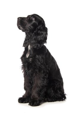 Cocker spaniel köpek yavrusu beyaz arka planda kameraya bakıyor