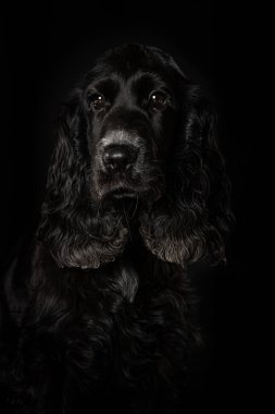 Cocker spaniel köpek yavrusu siyah arka planda kameraya bakıyor.