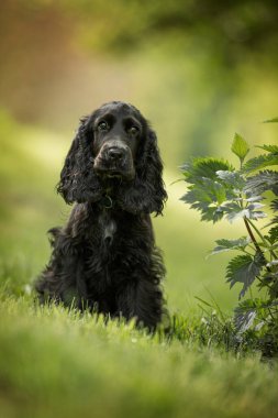 Çayırda cocker spaniel köpek yavrusu