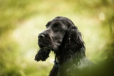 Çayırda cocker spaniel köpek yavrusu