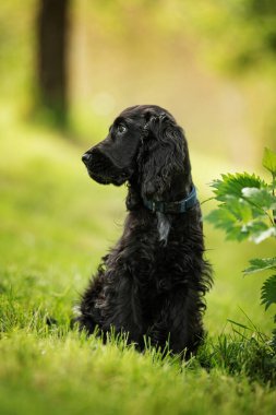 Çayırda cocker spaniel köpek yavrusu
