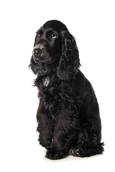 Cocker Spaniel Puppy White Background Looking Camera — Stock Photo, Image
