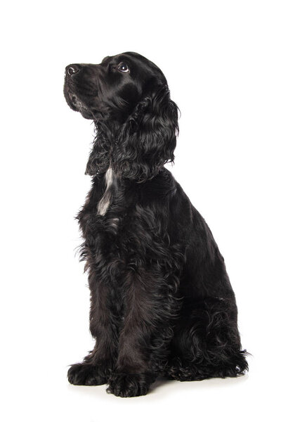 Cocker spaniel puppy on white background looking to the camera