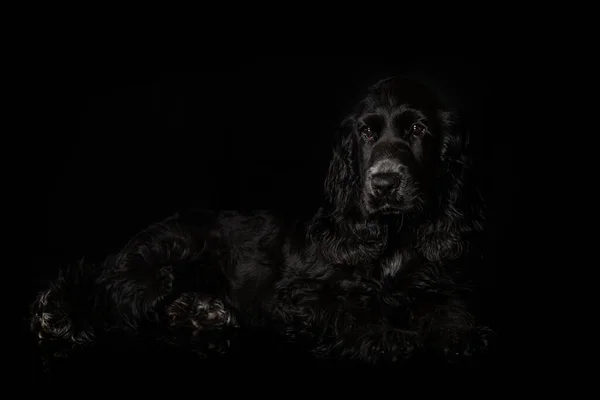 コッカーSpaniel子犬オン黒背景見ますザカメラ — ストック写真