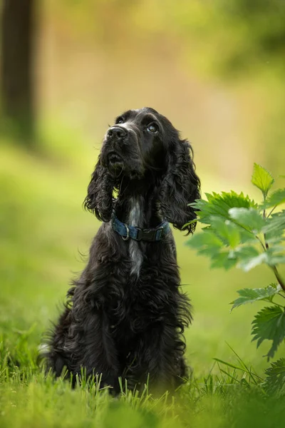 Çayırda cocker spaniel köpek yavrusu