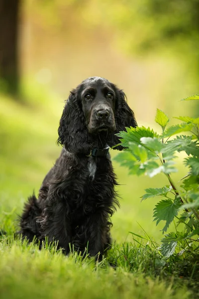牧草地でコッカー スパニエル子犬 — ストック写真