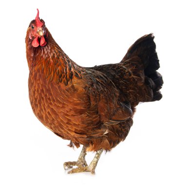 Beyaz arka planda izole edilmiş tavuk kameraya bakıyor.