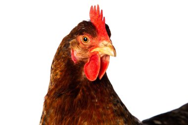 Büyük tavuk kameraya bakarak beyazı izole etti.