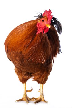 Beyaz arka planda izole edilmiş yeni Hampshire horozu kameraya bakıyor.