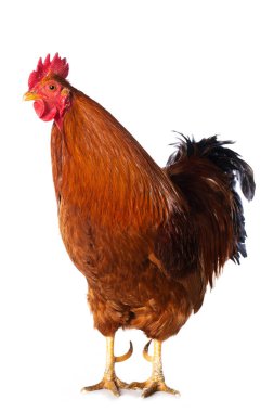 Beyaz arka planda izole edilmiş yeni Hampshire horozu kameraya bakıyor.