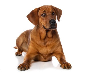 Broholmer köpeği beyaz arka planda izole edilmiş kameraya bakıyor.