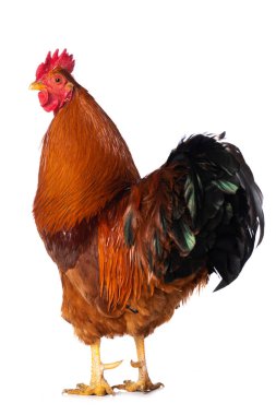 Beyaz arka planda izole edilmiş yeni Hampshire horozu kameraya bakıyor.