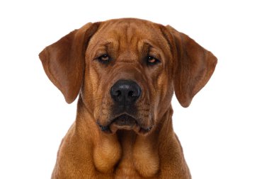 Broholmer köpeği beyaz arka planda izole edilmiş kameraya bakıyor.