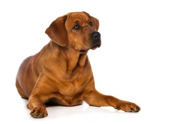 Broholmer köpeği beyaz arka planda izole edilmiş kameraya bakıyor.