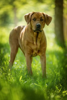 Broholmer köpek doğada