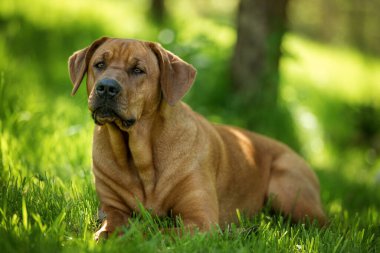 Broholmer köpek doğada
