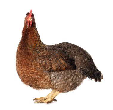 Beyaz arka planda izole edilmiş tavuk kameraya bakıyor.