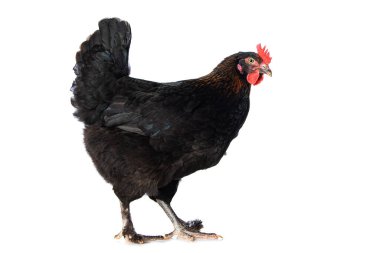 Marslılar beyaz arka planda izole edilmiş olarak kameraya bakıyorlar.