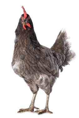 Beyaz arka planda izole edilmiş gri tavuk kameraya bakıyor.