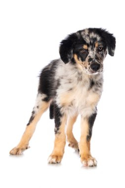 Yaşlı Alman çoban köpeği beyaz arka planda izole edilmiş duruyor ve kameraya bakıyor.