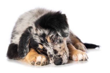 Yaşlı Alman çoban köpeği beyaz arka planda tek başına yatıyor.