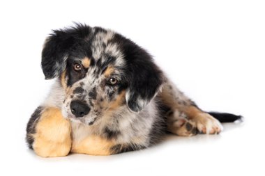 Yaşlı Alman çoban köpeği beyaz arka planda tek başına yatıyor.