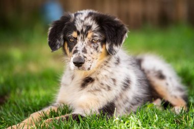 Yaşlı bir Alman çoban köpeğinin portresi.